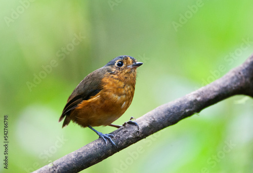Grijskapdwergmierpitta, Slate-crowned Antpitta, Grallaricula nana photo