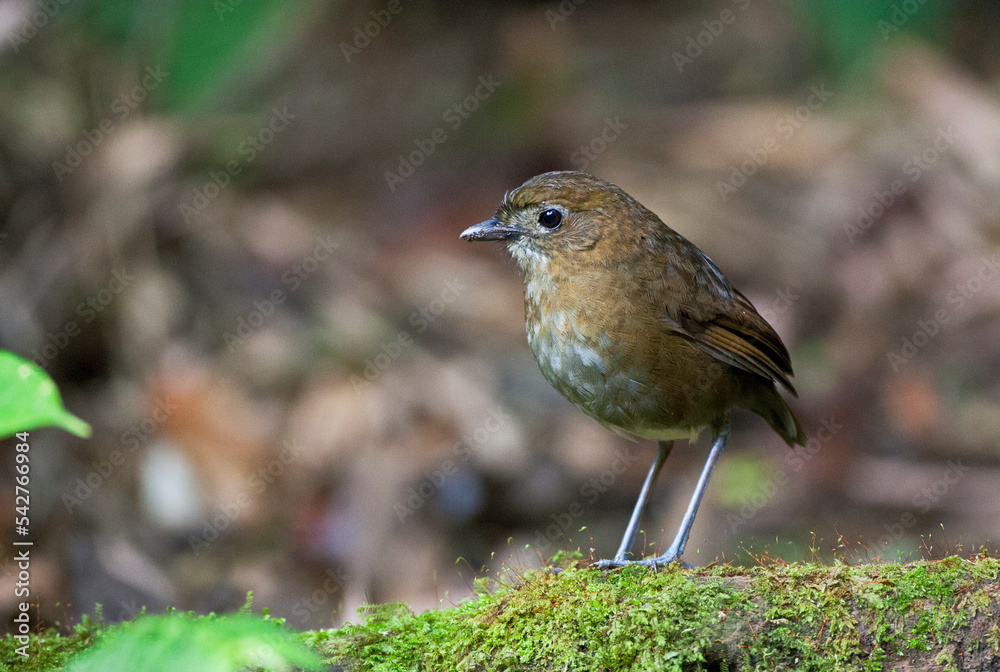 Naklejka premium Caldasmierpitta, Brown-banded Antpitta, Grallaria milleri