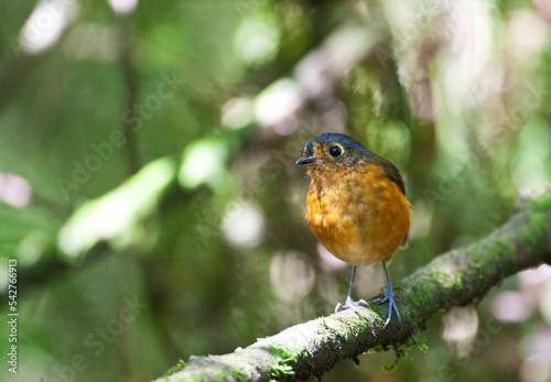 Grijskapdwergmierpitta, Slate-crowned Antpitta, Grallaricula nana photo