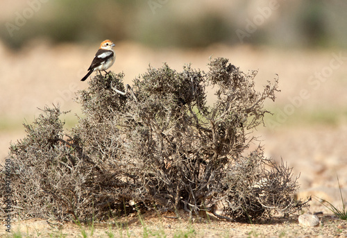 Roodkopklauwier, Woodchat Shrike; Lanius senator photo