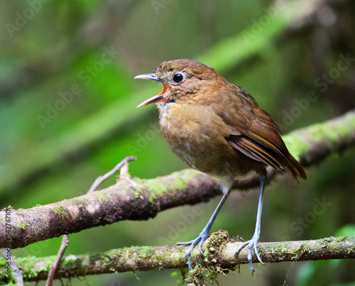 Caldasmierpitta, Brown-banded Antpitta, Grallaria milleri photo