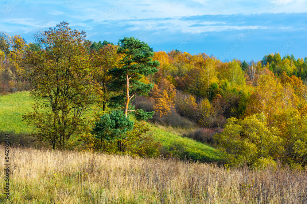 The Bieszczady hills covered with golden and orange colors.