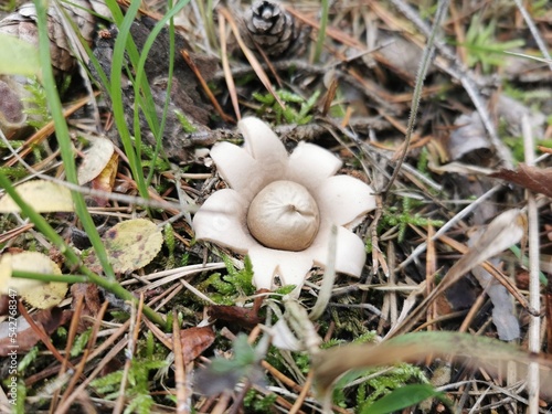 Erdstern - Pilz im herbstlichen Wald photo