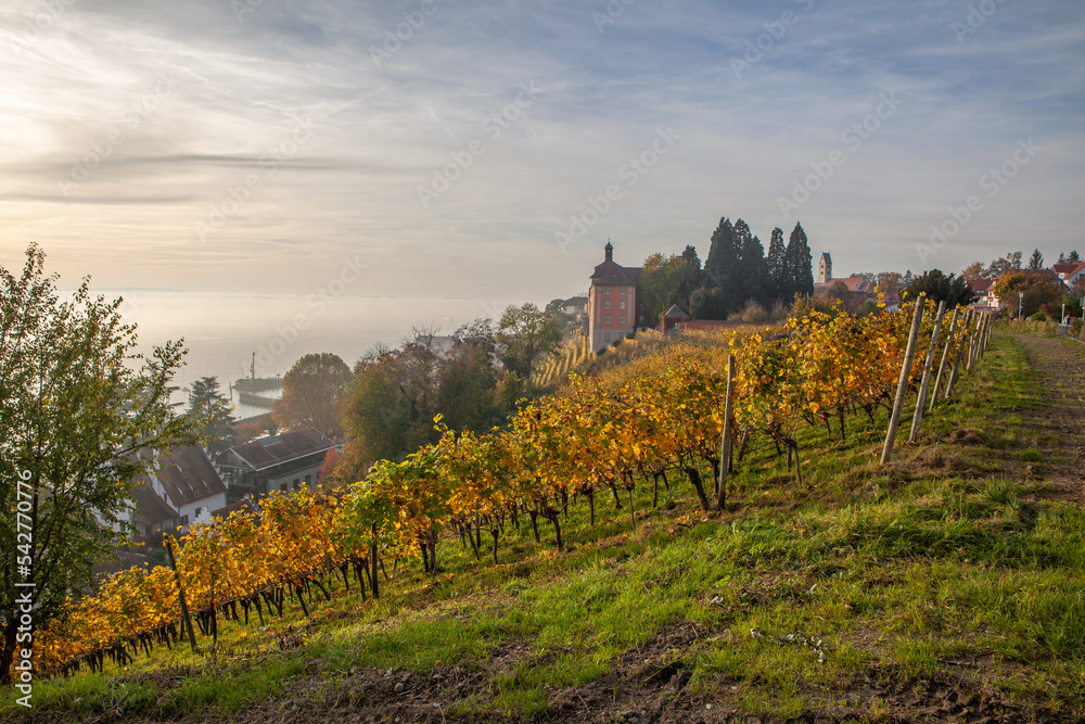 vineyard in autumn at Meersburg Germany 