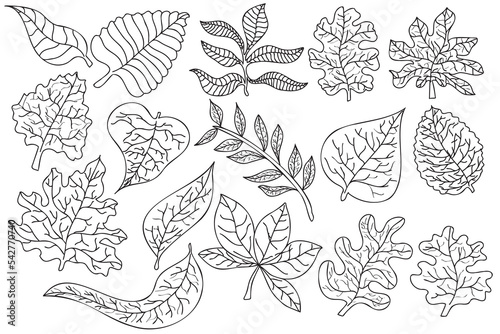 Different types of leaves drawn in black outline, which are the symbol of spring and autumn, are designed for cards, coloring, fabric printing and you can use them in different cases.