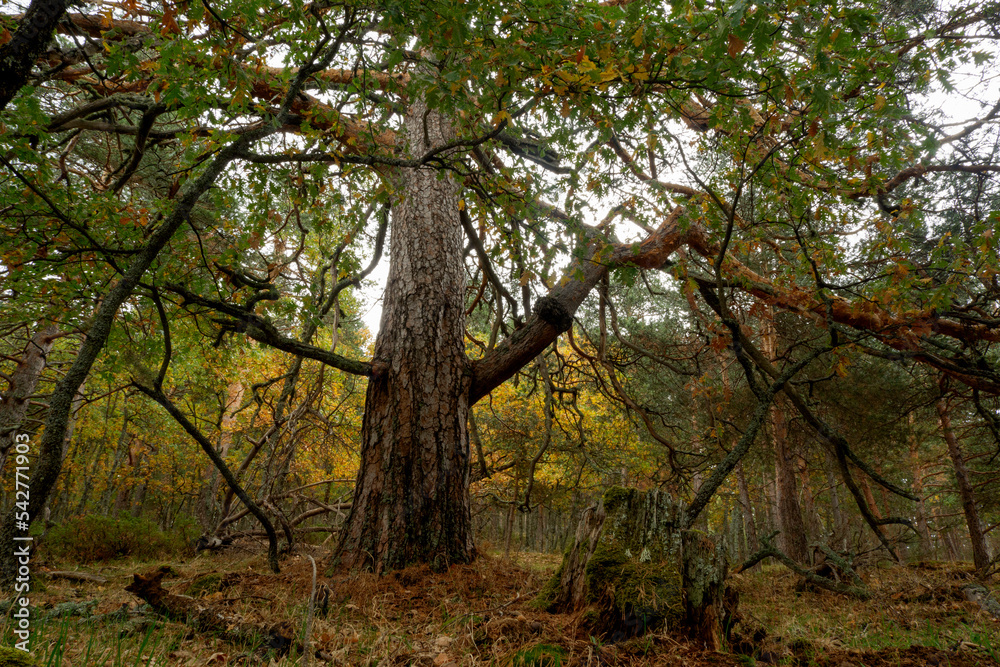 Beautiful forest in autumn in the Rascafria Natural Park near the Sierra de Guadarrama National Park.Madrid. Municipal term of Rascafria. Spain