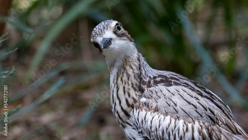 Curious bush stone-curlew in its natural habitat photo