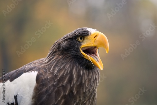 Steller s sea eagle