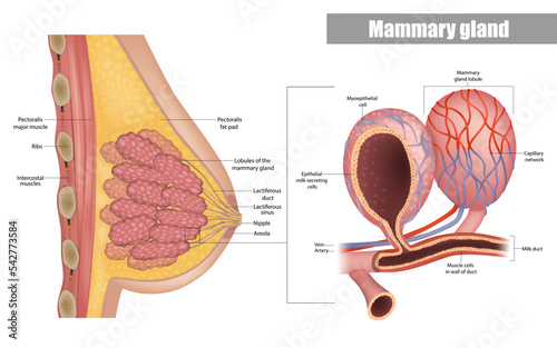 Anatomy of the female breast side view. Structure of the Milk ducts and Lobules of the mammary gland. Mammary Alveoli and Myoepithelial cell. Milk producing organs photo