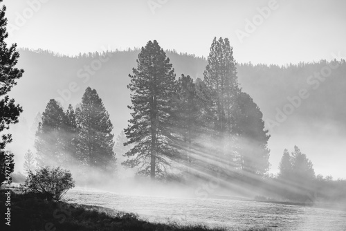 The sunrise sun rays shining thru the fog in the forest