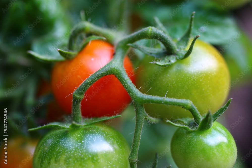 pomidor czerwony zielony - obrazy, fototapety, plakaty 