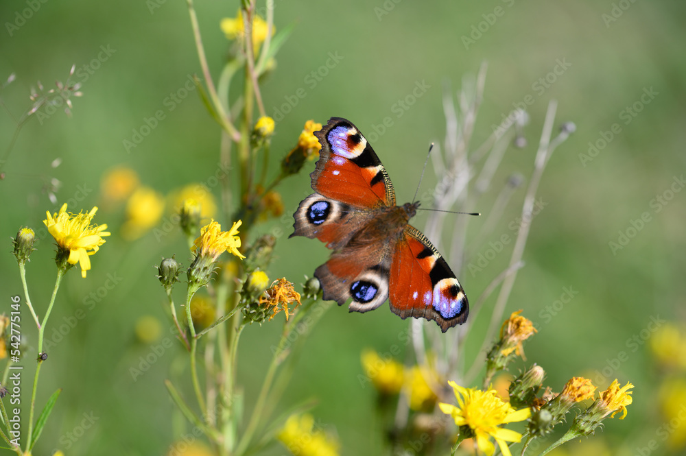 butterfly on a flower butterfly on a flower