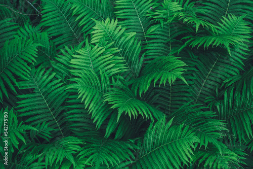 fern leaves