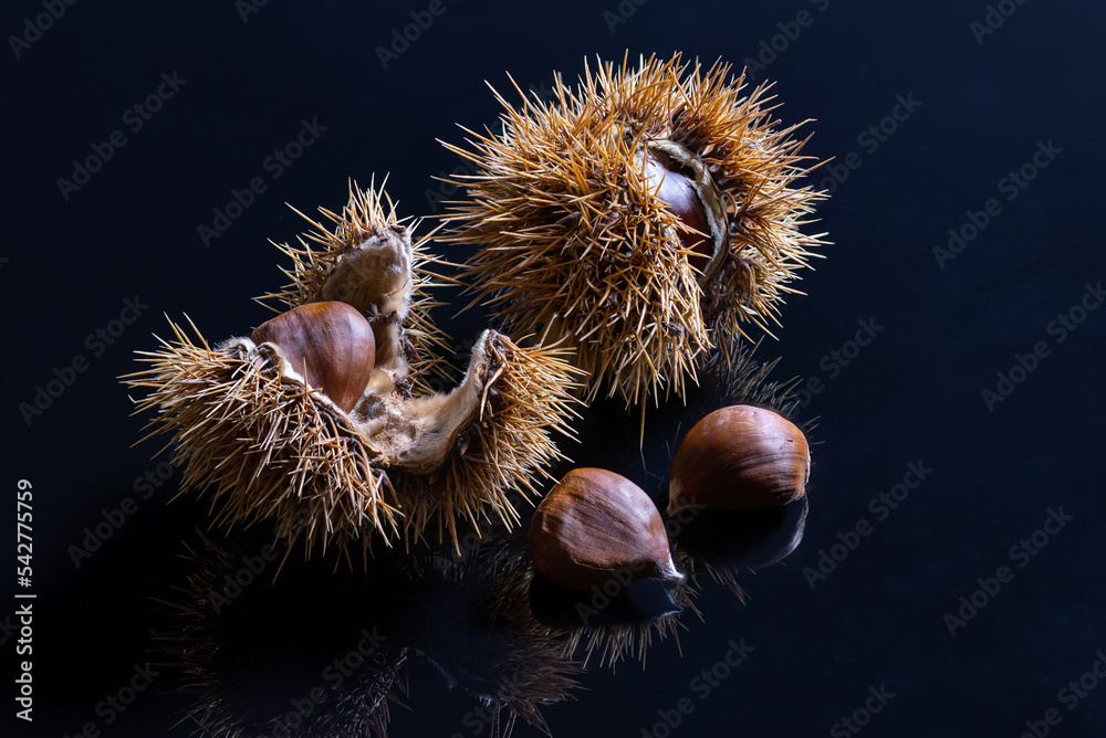 Ripe brown chestnuts, partly in pods, on black reflecting underground - panorama, copy space Ripe brown chestnuts, partly in pods, on black reflecting underground - panorama, copy space