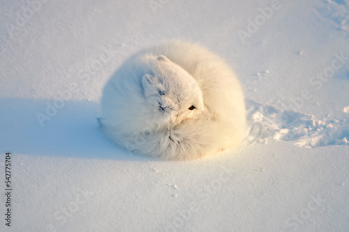 Arctic fox in winter fur