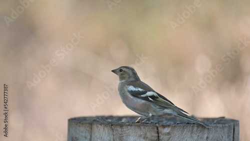 Male Common Chaffinch Fringilla coelebs, perching stump, and eats seeds. Flying bird. photo