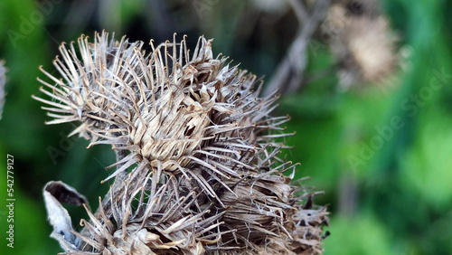 Canvas-taulu Burdock small or burdock