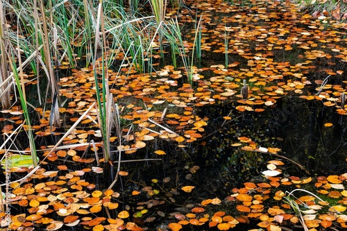 Der Zauber des Herbstes - Herbstlaub auf einem Tümpel photo