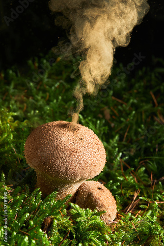Lycoperdon perlatum, popularly known as the common puffball, warted puffball, gem-studded puffball, or the devil's snuff-box
Puffball fungus ejecting spores for reproduction photo