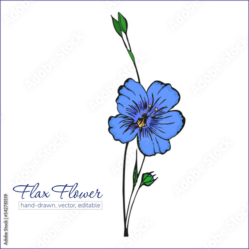 Flax flower. Hand drawn vector illustration of flax flower.