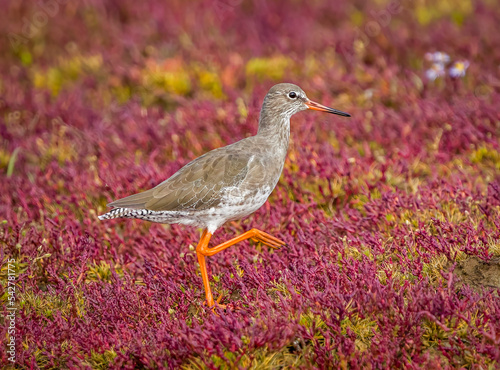 Redshank on the shore