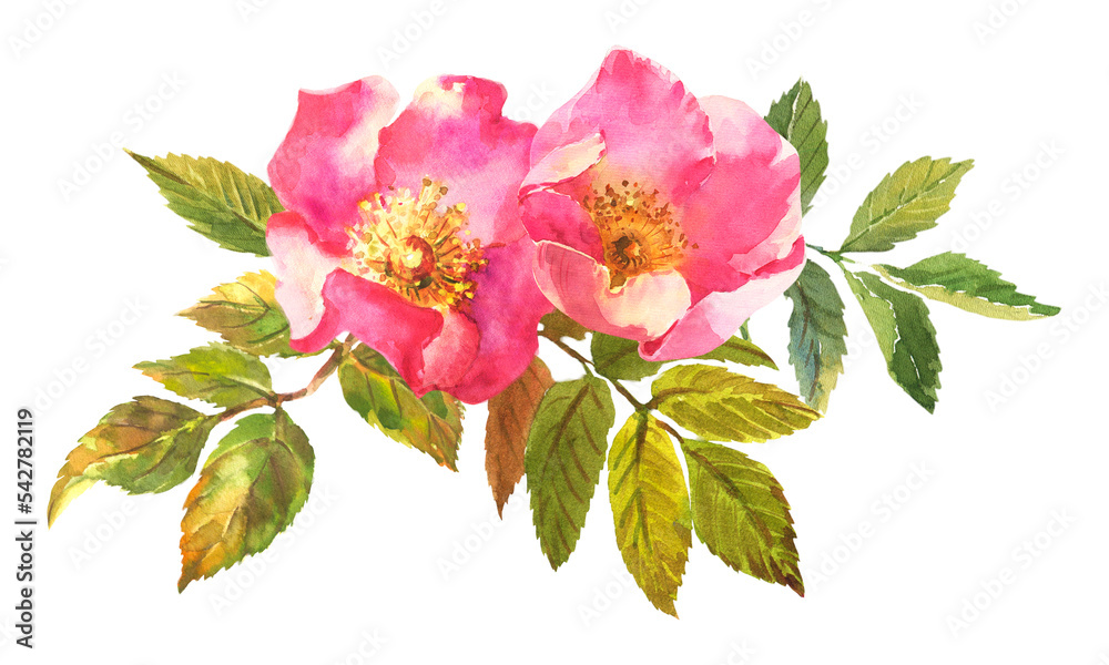 Obraz premium Watercolor botanical illustration, pink dog rose flowers, rosehip arrangement clip art.