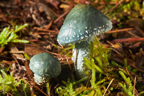 A closeup of Stropharia aeruginosa, commonly known as the verdigris agaric. It is a slimy woodland mushroom. It is edible mushoom. photo