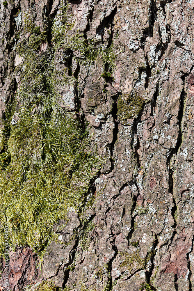 A Tree trunk with moss