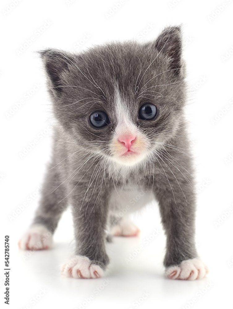 Obraz premium Kitten on white background.