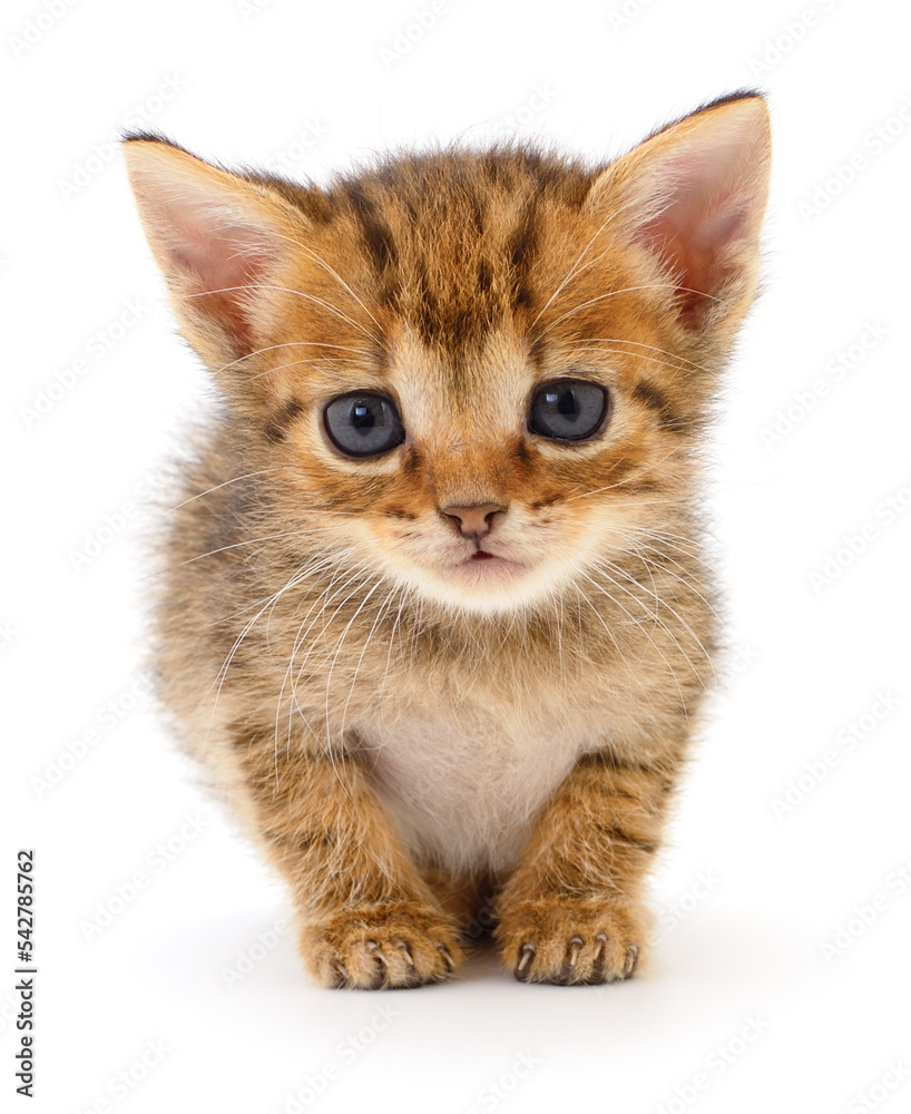 Kitten on white background.