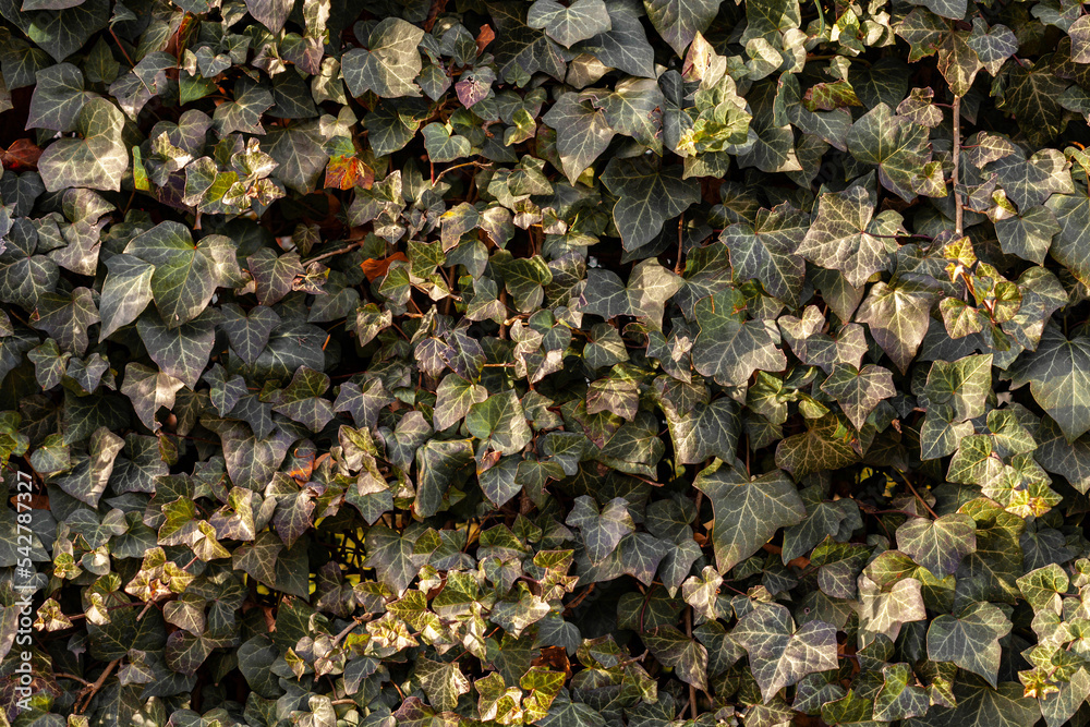 Green ivy wall