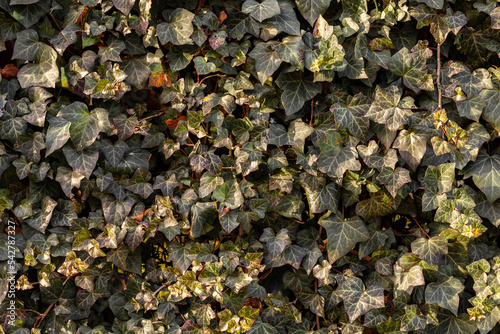 Obraz na płótnie Green ivy wall w salonie