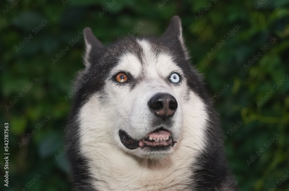 Husky dog ​​with multi-colored eyes, close-up.