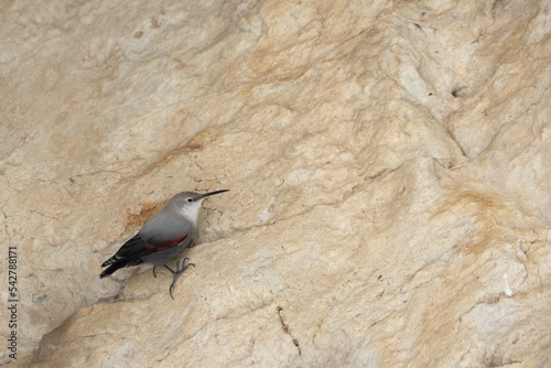 The wallcreeper (Tichodroma muraria), small passerine bird at the high mountain. photo