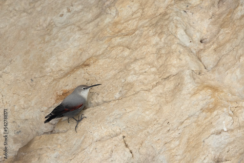 The wallcreeper (Tichodroma muraria), small passerine bird at the high mountain.