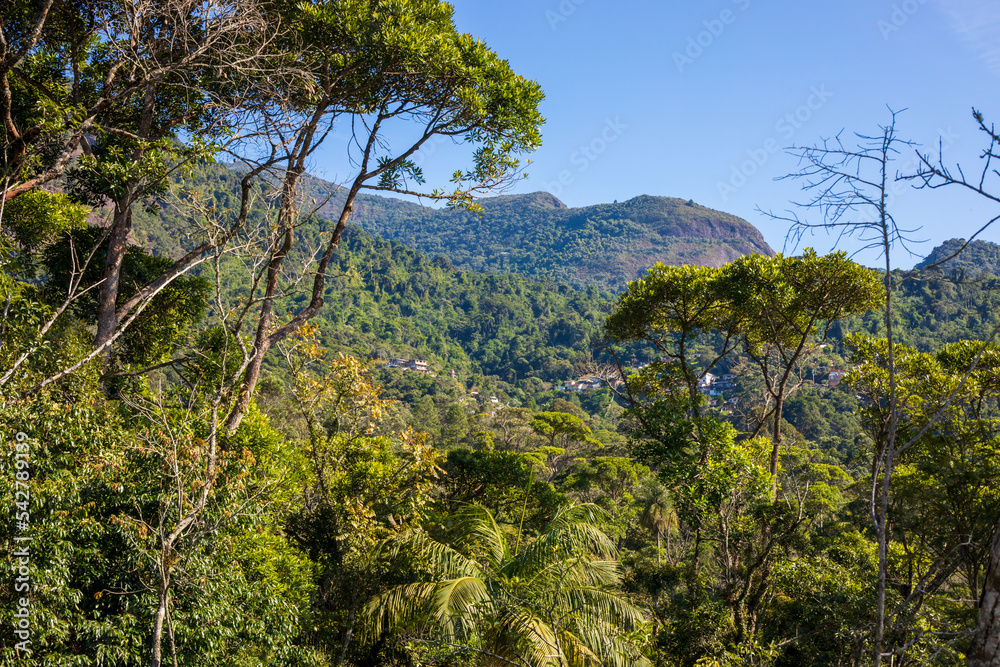 Close vegetation in Serra dos Órgás Park