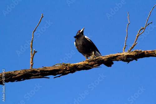 Australian Magpie (Gymnorhina tibicen) photo