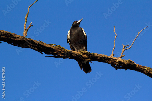 Australian Magpie (Gymnorhina tibicen) photo