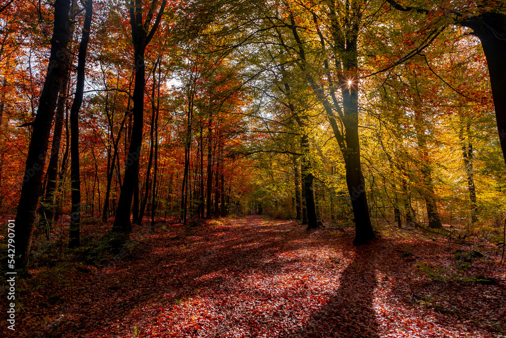 Beautiful Autumn forest in countryside of Netherlands, Yellow, Orange and green leaves on the trees and sunlight, Colourful wood in fall with red brown leaves fallen on the ground, Nature background.
