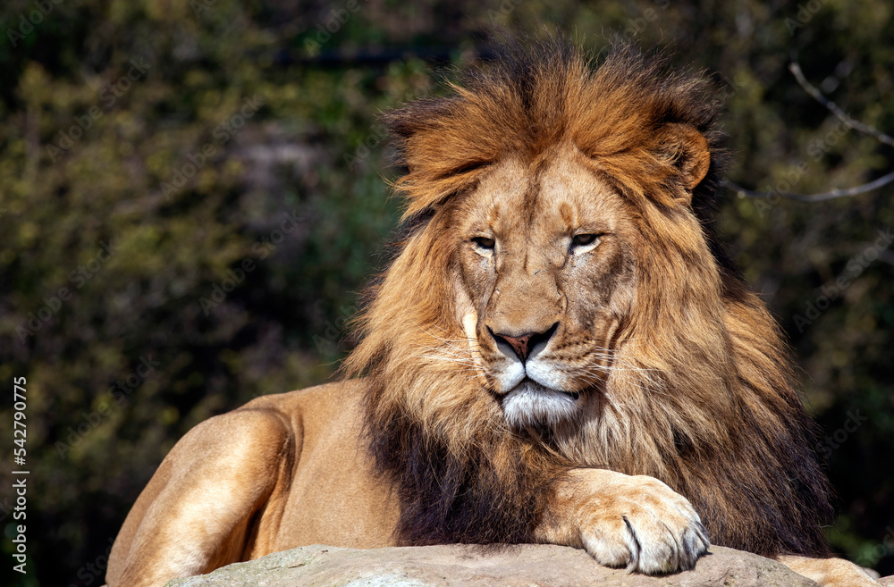 African Lion (Panthera Leo)