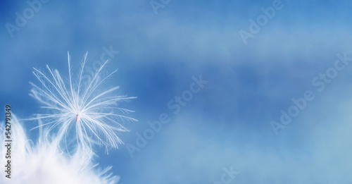 A fuzz seed pappus with white hairs. Seed of spear thistle. Delicate fluff on a blue background. Closeup of feathers. Purity and tenderness in natural macrophotography