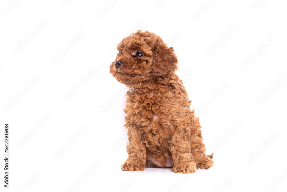 Portrait of a small red poodle puppies  on a white background