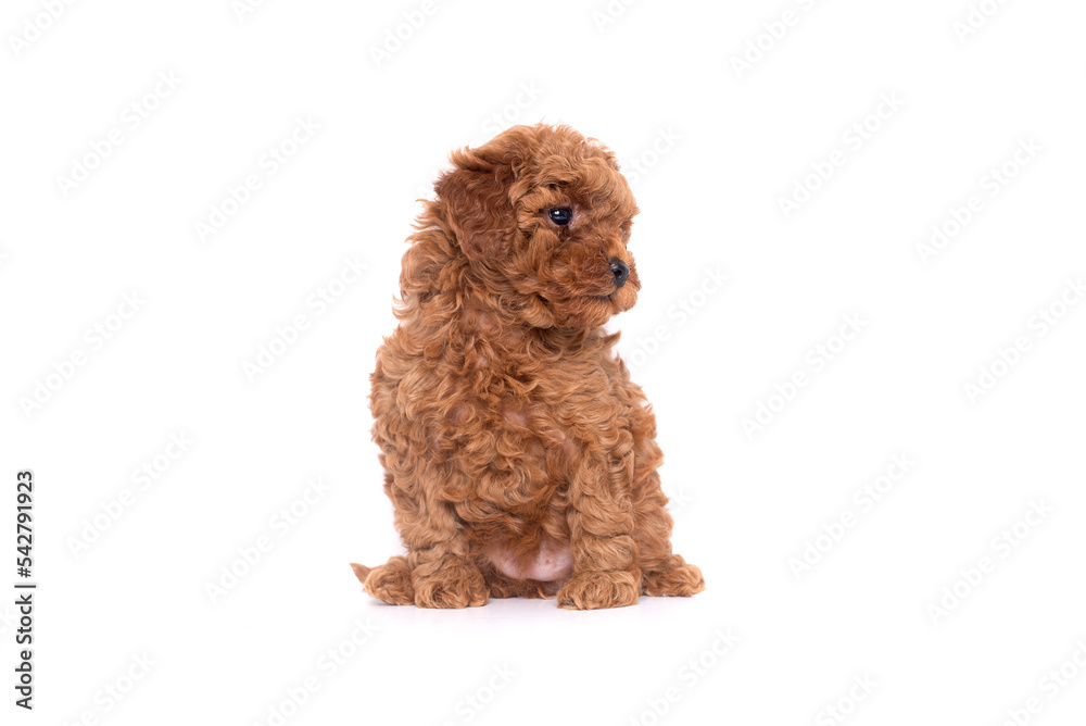 Portrait of a small red poodle puppies on a white background Portrait of a small red poodle puppies on a white background