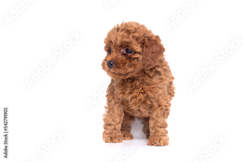 Portrait of a small red poodle puppies on a white background