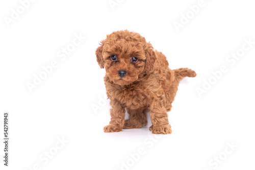 Portrait of a small red poodle puppies  on a white background
