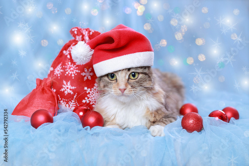 Cat with Green Eyes in a Santa Claus Hat  lies on a blue  background. Pet care. Kitten. Happy New Year. Christmas Cat with christmas balls gifts and decoration. Santa Claus's red bag. Winter. December