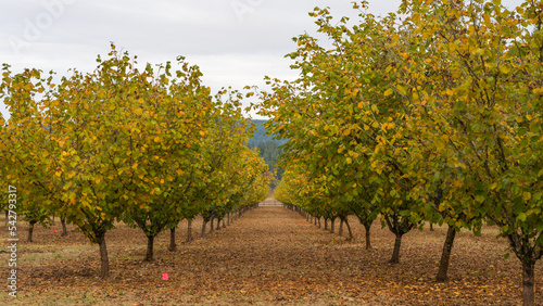 Fall Colors Beyond Larwood Covered Bridge in Linn County, Oregon 