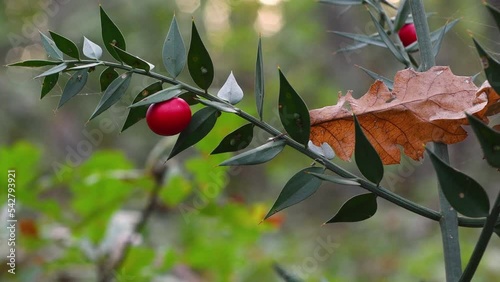 Close up of Ruscus aculeatus known as butchers-broom with red berries (Pungitopo).
Is low evergreen shrub, with flat shoots known as cladodes that give the appearance of stiff, spine-tipped leaves. photo