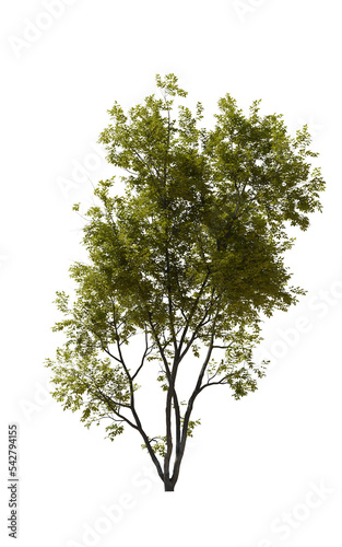 Tree  American Beech  transparent