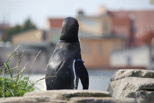 Pinguin Humboldt, Rückenansicht, Stralsund photo